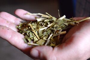 Andresito fortalece su perfil como polo de producción orgánica de yerba mate en Misiones